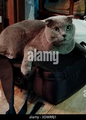 Graue schottische Faltkatze, die auf einer schwarzen Tasche sitzt, mit alarmierenden breiten Augen für Haustier-Porträt-Hintergrund und gemütlichem Innenbannerdesign. Stockfoto