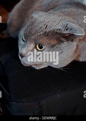 Nahaufnahme Porträt der grauen schottischen Faltkatze, die auf einem Beutel mit goldenen Augen liegt, für den Hintergrund und das Texturdesign des Haustierporträts. Stockfoto