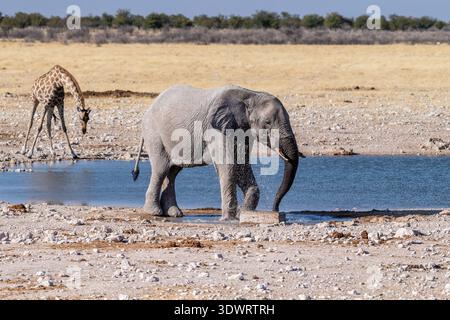 Teleaufnahmen eines riesigen afrikanischen Elefanten - Loxodonta Africana - und einer angoleanischen Giraffe - Giraffa Giraffa angolensis - beim Spaziergang in der Nähe eines Wasserlochs im Etosha-Nationalpark, Namibia. Stockfoto