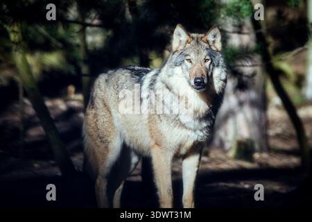 Ganzkörperporträt eines grauen Wolfes, der in einem Wald steht, mit dramatischer Hinterleuchtung, die das Fell vor einem dunklen, unscharfen Hintergrund hervorhebt. Stockfoto