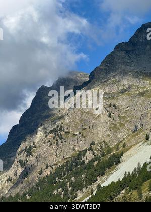 Rosafarbene feuerweed-Wildblumen blühen auf einer Alpenwiese in den Schweizer Alpen, lebendige Sommerpflanzen, die von Sonnenlicht beleuchtet werden. Stockfoto