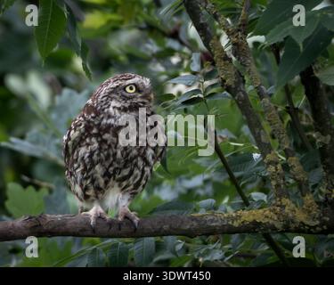 Die kleine Eule thront auf Zweig in dichtem grünen Laub Stockfoto