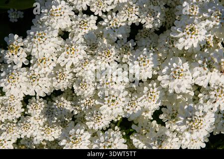 Eine schöne Nahaufnahme der zahlreichen zarten weißen Candytuft (Iberis sempervirens) Blumen, die einen dichten Teppich bilden und ihre komplizierten Blütenblätter zeigen Stockfoto