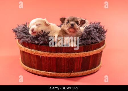 Zwei chihuahua-Welpen, die zusammen in einem Holzkorb auf rosa Atelierhintergrund ruhen Stockfoto