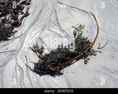 Algen und Muster im nassen Sand, weiße Sandbucht an der Küste im Balnarald RSPB Reserve, North Uist, Äußere Hebriden, Schottland, Vereinigtes Königreich, Juni 2025 Stockfoto