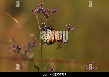 Monarchschmetterling, der sich vom Nektar einer wilden Blume ernährt, Texas, USA Stockfoto