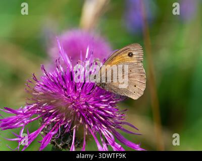 Wiesenbraune Maniola jurtina mit Unterseite, männliche Fütterung auf Großkraut Centaurea scabiosa, Yew Hill lokales Naturschutzgebiet, Schmetterlingskonserva Stockfoto