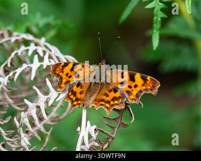 Comma Butterfly Polygonia c-Album at Rest, Wootton Copse, New Forest National Park, Hampshire, England, Großbritannien, Juli 2020 Stockfoto
