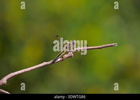 Vierfleckiger Jäger Libellula quadrimaculata ruht auf einem Zweig in einem Garten, Corfe Mullen, Dorset, England, Großbritannien, Juni 2018 Stockfoto