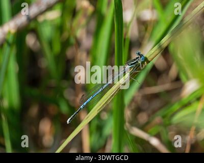 Platycnemis Pennipes männlich ruhend, New Forest National Park, Hampshire, England, Großbritannien, Juni 2020 Stockfoto