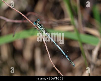 Platycnemis Pennipes männlich ruhend, New Forest National Park, Hampshire, England, Großbritannien, Juni 2020 Stockfoto