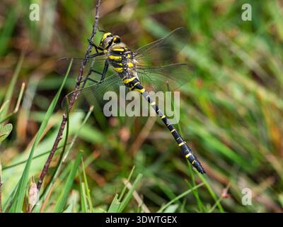 Goldene Libelle Cordulegaster boltonii, männlich auf einem Zweig, Acres Down, New Forest National Park, Hampshire, England, Großbritannien, Juli 2020 Stockfoto