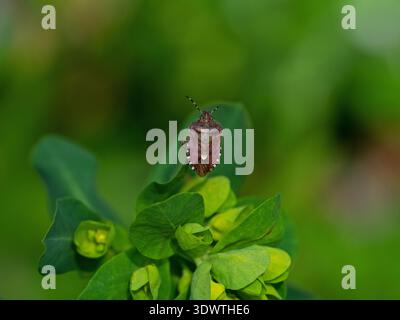 Der haarige Schildkäfer Dolycoris baccarum auf dem Waldspurge Euphorbia amygdaloides in Laubwäldern, Vernditch Chase, Teil von Cranborne Chase und Wes Stockfoto