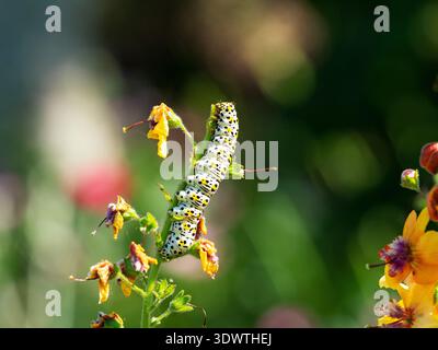 Mauleinmotte Shargacucullia verbasci raupe Fütterung von Verbascum clementine wächst in einem Garten, Ringwood, Hampshire, England, Vereinigtes Königreich, Juni 2023 Stockfoto