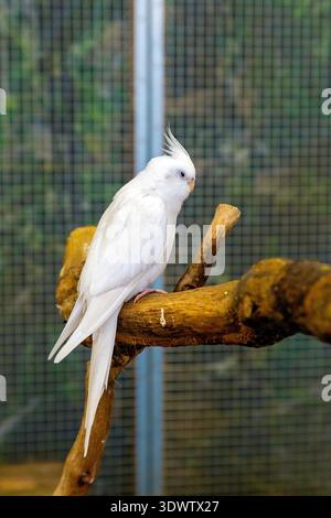 Albino cockatiel Papagei (Nymphicus hollandicus) im Carmen Papagei Haus (Papugarnia Carmen), Warschau, Polen Stockfoto