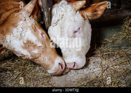 Enge Verbindung zwischen zwei Kühen, die zusammen in einer mit Heu gefüllten Scheune ruhen. Stockfoto