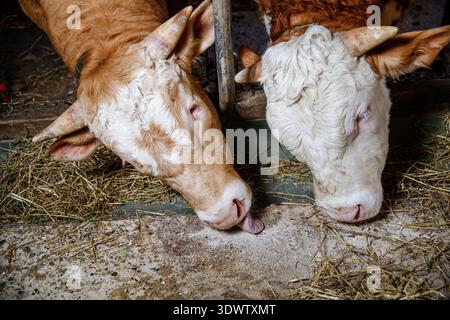 Zwei Kühe essen Heu in einer Scheune zusammen. Stockfoto