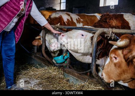 Kaukasischer Landwirt, der Kühe in Scheune mit Heu auf dem Bauernhof füttert. Stockfoto