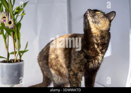 Eine Schildpattkatze in einer weißen Box während eines Fotoshootings Stockfoto