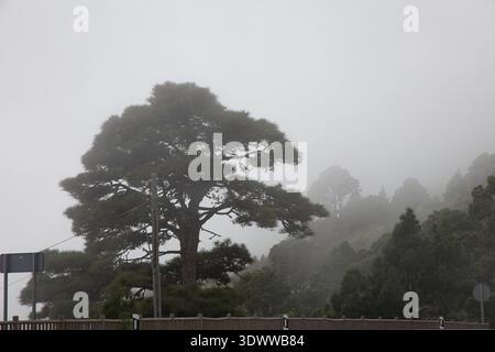Malerische Bergstraße, die sich durch dicken Nebel und Wolken im Hochland von La Palma schlängelt. Die majestätische Kanarische Kiefer steht im Nebel. Moody Stockfoto