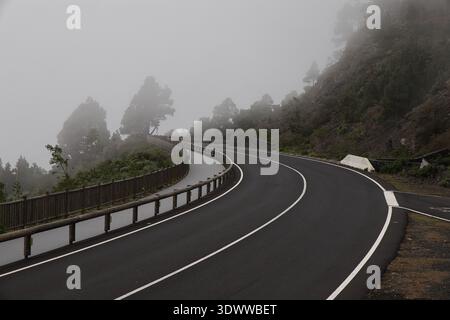 Malerische Bergstraße, die sich durch dicken Nebel und Wolken im Hochland von La Palma schlängelt. Die majestätische Kanarische Kiefer steht im Nebel. Moody Stockfoto