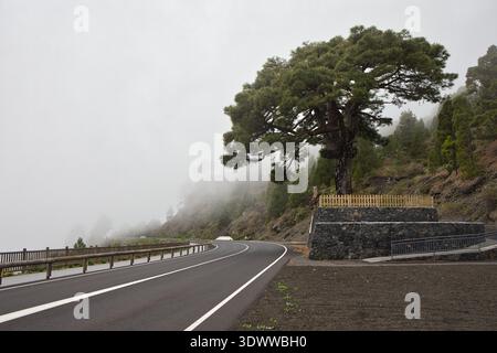 Malerische Bergstraße, die sich durch dicken Nebel und Wolken im Hochland von La Palma schlängelt. Die majestätische Kanarische Kiefer steht im Nebel. Moody Stockfoto