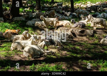 Eine große Herde langhaariger Paschmina-Ziegen ruht im Schatten eines Waldbodens bei Roghi, mit vielen Tieren, die sich im Liegen oder Stehen befinden. Stockfoto