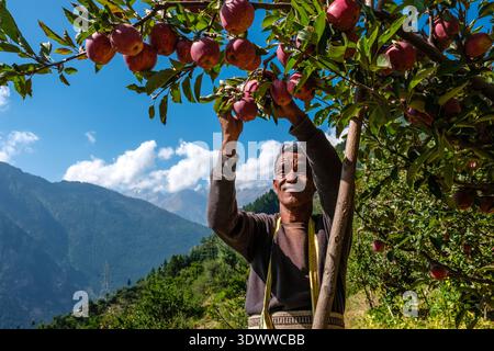 Ein Mann erntet königliche Äpfel von einem Baum in Roghi, wobei die Kinnaur Kailash Bergkette unter blauem Himmel in der Ferne sichtbar ist. Stockfoto