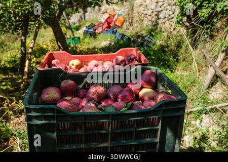 Plastikkisten gefüllt mit frisch geernteten roten Royal Äpfeln stehen in einem Obstgarten in Roghi, mit farbenfrohen Behältern in der Ferne. Stockfoto