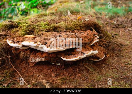 Großer Pilz, der sich über umgefallene Baumstämme in moosbewachsener Waldlandschaft, Waldökologie, wilde Natur ausbreitet Stockfoto