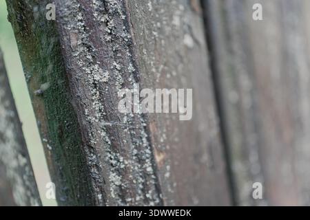 Makrofotografie von altem lackiertem Metall Stockfoto