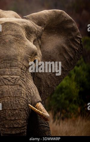 Nahporträt des afrikanischen Buschelefanten mit detaillierter Faltenstruktur und Stoßzahn, Kruger-Nationalpark, Südafrika Stockfoto