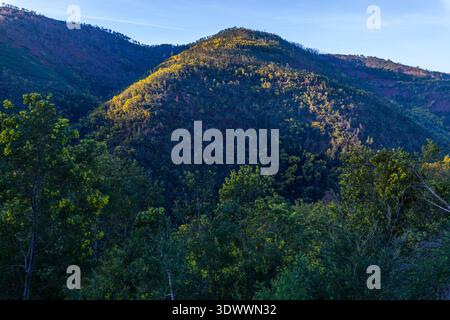 Malerischer Blick auf einen sonnendurchfluteten, bewaldeten Hügel mit leuchtenden gelben und grünen Bäumen, die sich im Kontrast zu schattigen Blättern im Vordergrund unter einem klaren blauen Himmel befinden. Stockfoto