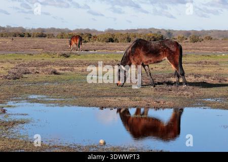 Ein dunkelbraunes New Forest Pony, das Gras isst, im Wasser reflektiert und nach links gerichtet, mit einem zweiten Pony, Ginster und Bäumen im Hintergrund. Stockfoto