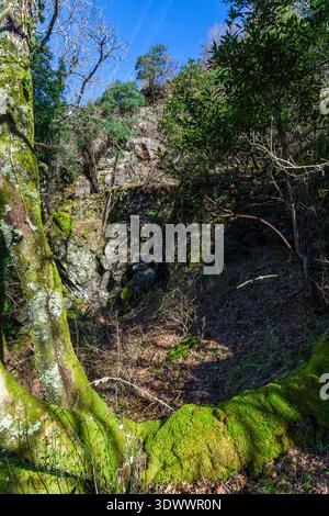 Moosbedeckte Baumstämme und leuchtendes grünes Moos auf Felsen Rahmen den Blick auf eine verwitterte Steinklippe in einer sonnendurchfluteten Waldschlucht mit gemischter Vegetation A Stockfoto