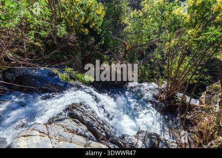 Ein rauschender Bach stürzt über dunkle Felsen und erzeugt weißen Schaum, umgeben von üppiger grüner Vegetation und leuchtend gelb blühenden Bäumen in einem sonnendurchfluteten Fores Stockfoto
