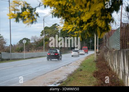 New Athos, Abchasien - 14. Februar 2026: Autos fahren auf dem nassen Sukhum Highway unter überhängenden gelben Mimosa-Ästen neben dem Straßenzaun und Stockfoto