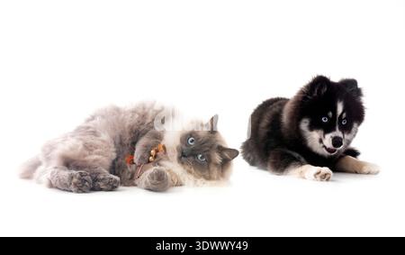 Bild von einem Pomsky und einer Katze vor weißem Hintergrund Stockfoto