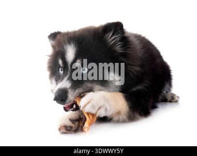 Pomsky und Snack vor weißem Hintergrund Stockfoto