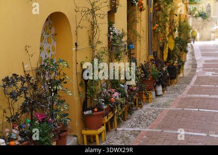 Leuchtend gelbe Wand mit üppigen Topfblumen und Pflanzen auf Holzhockern in der alten Gasse. Menton, Frankreich Stockfoto