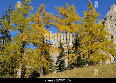 Goldene europäische Lärchen mit Herbstfarben in den alpinen Bergen. Gesäuse Nationalpark, Steiermark, Österreich Stockfoto