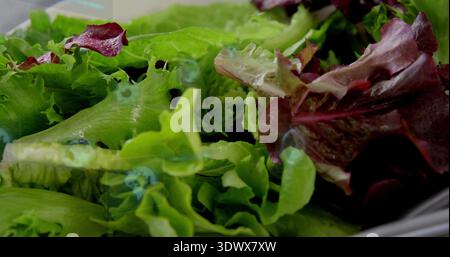 Grüner und roter Blattsalat, der mit Wassertropfen auf der Arbeitsplatte glitzert, am Schalenrand Stockfoto
