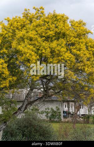 Gelber Mimosa-Baum blüht im Gartenbereich mit grünen Sträuchern und Wohngebäudehintergrund, Frühlings-Natur-Szene mit hellem Farbkontrast und Stockfoto