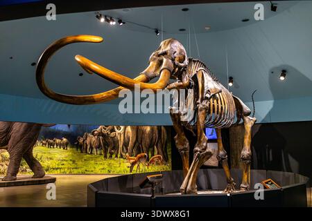 Kolumbianisches Mammut, Mammuthus Columbi, Fossil im La Brea Tar Pits George C. Page Museum in Los Angeles, Kalifornien Stockfoto