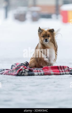 Shetland Sheepdog mischen Hund mit einem Karo im Winter auf der Straße. Der Hund sitzt auf dem Schnee Stockfoto