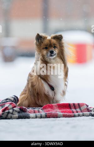 Shetland Sheepdog mischen Hund mit einem Karo im Winter auf der Straße. Der Hund sitzt auf dem Schnee Stockfoto