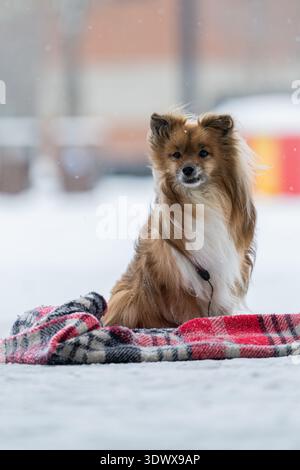 Shetland Sheepdog mischen Hund mit einem Karo im Winter auf der Straße. Der Hund sitzt auf dem Schnee Stockfoto