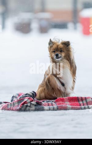 Shetland Sheepdog mischen Hund mit einem Karo im Winter auf der Straße. Der Hund sitzt auf dem Schnee Stockfoto