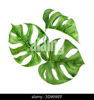 Aquarelldarstellung von drei tropischen Monsterablättern in organischer Zusammensetzung. Handgemalte botanische Elemente mit satten Grüntönen Stockfoto