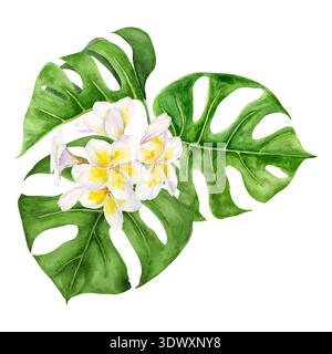 Aquarellillustration von tropischen Monstera-Blättern mit weißen und gelben Plumeria-Blüten in üppiger Zusammensetzung angeordnet. Handgemalte Botanik Stockfoto